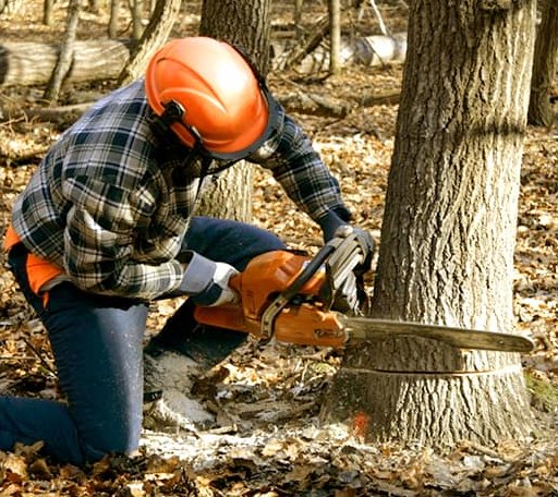Tree Removal in Springvale, ME